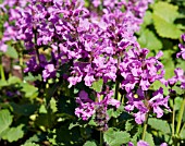 STACHYS MACRANTHA ROBUSTA