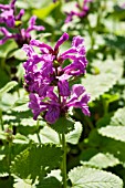 STACHYS MACRANTHA VIOLACEA