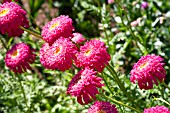 TANACETUM COCCINEUM J.N.TWERDY