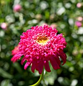 TANACETUM COCCINEUM J.N.TWERDY