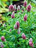 TRIFOLIUM RUBENS