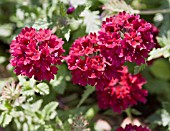 VERBENA CLARET