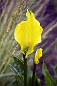 ZANTEDESCHIA GOLDEN STAR