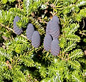 ABIES KOREANA GREEN CARPET