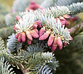 ABIES PROCERA GLAUCA PROSTRATA