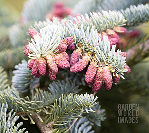 ABIES_PROCERA_GLAUCA_PROSTRATA