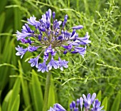 AGAPANTHUS BLUE BIRD