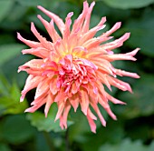 DAHLIA NUTLEY SUNRISE