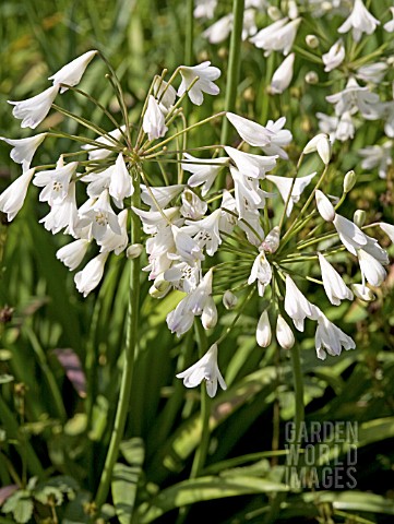 AGAPANTHUS_LADY_MOORE