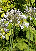 AGAPANTHUS WINDSOR GREY