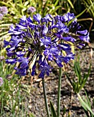 AGAPANTHUS SYBIL HARTON