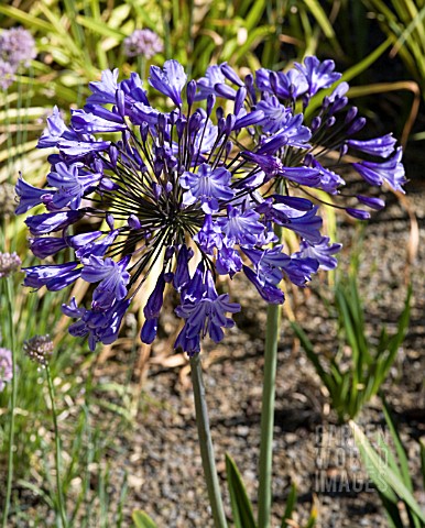 AGAPANTHUS_SYBIL_HARTON