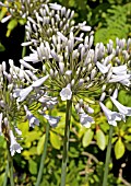 AGAPANTHUS WINDSOR GREY