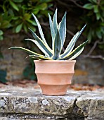 AGAVE AMERICANA STRIATA