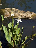 ANEMOPSIS CALIFORNICA