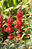 ANTIRRHINUM MAJUS SCARLET GIANT