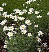 ARGYRANTHEMUM FOENICULACEUM