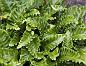 ASPLENIUM SCOLOPENDRIUM CRISPUM