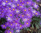 ASTER AMELLUS VEILCHENKONIGIN