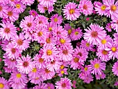 ASTER NOVI-BELGII LITTLE PINK BEAUTY