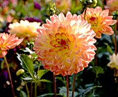 DAHLIA PASO-DOBLE