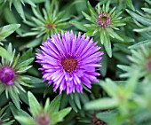 ASTER NOVAE-ANGLIAE PURPLE DOME