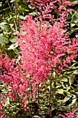 ASTILBE APHRODITE