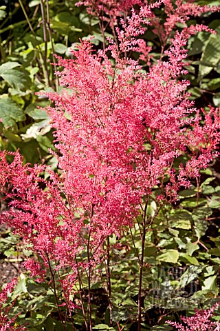 ASTILBE_APHRODITE