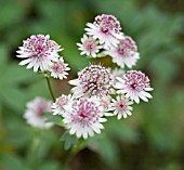 ASTRANTIA MAJOR CANNEMAN