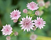 ASTRANTIA MAJOR PINK CRUSH