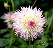 DAHLIA PINELANDS PRINCESS