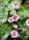 ASTRANTIA MAJOR ROMA