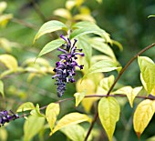 BUDDLEIA LINDLEYANA