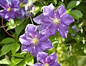 CLEMATIS PERLE DAZUR