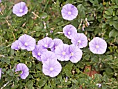 CONVOLVULUS SABATIUS SYN. CONVOLVULUS MAURETANICU