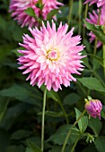 DAHLIA PINK PASTELLE