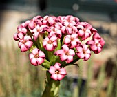 CRASSULA COCCINEA