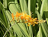 CROCOSMIA ROWALLANE YELLOW