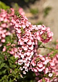 DIASCIA RIGESCENS