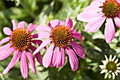 ECHINACEA LITTLE HEDGEHOG