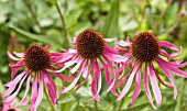 ECHINACEA PALLIDA