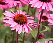 ECHINACEA PURPUREA DE DONKEUTE STEEL