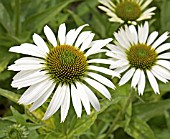 ECHINACEA PURPUREA GREEN EDGE