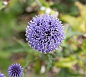 ECHINOPS RITRO VEITCHS BLUE