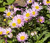 ERIGERON ROSA JUWEL