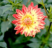 DAHLIA PROCYON