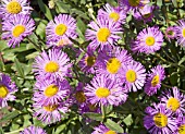 ERIGERON SERENITY