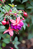 FUSCHIA OETNANG