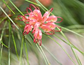 GREVILLEA JOHNSONII