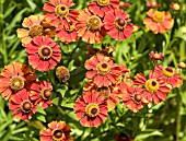 HELENIUM FLAMMENDES KATHCHEN